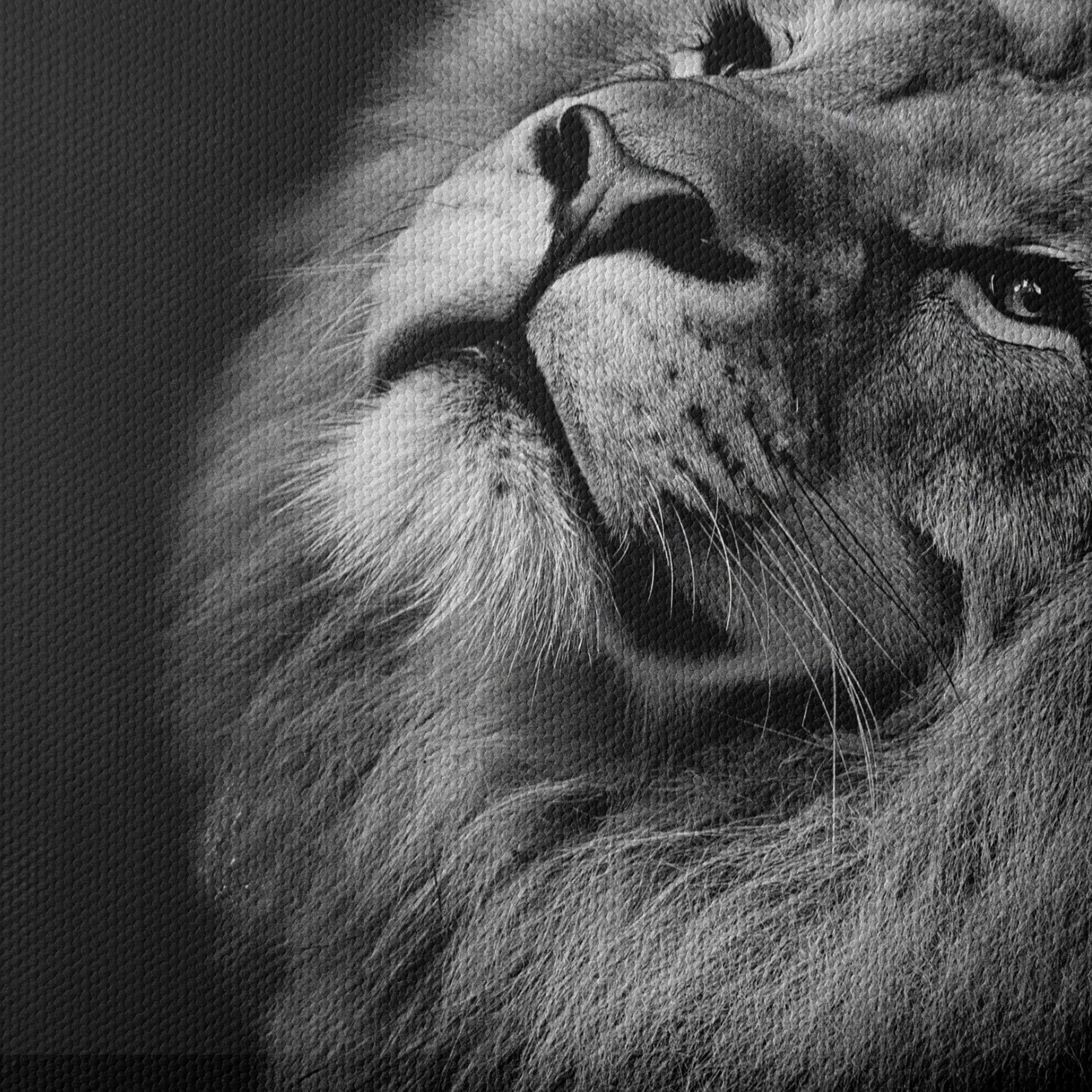 Majestic Black and White Lion Portrait - Image 4