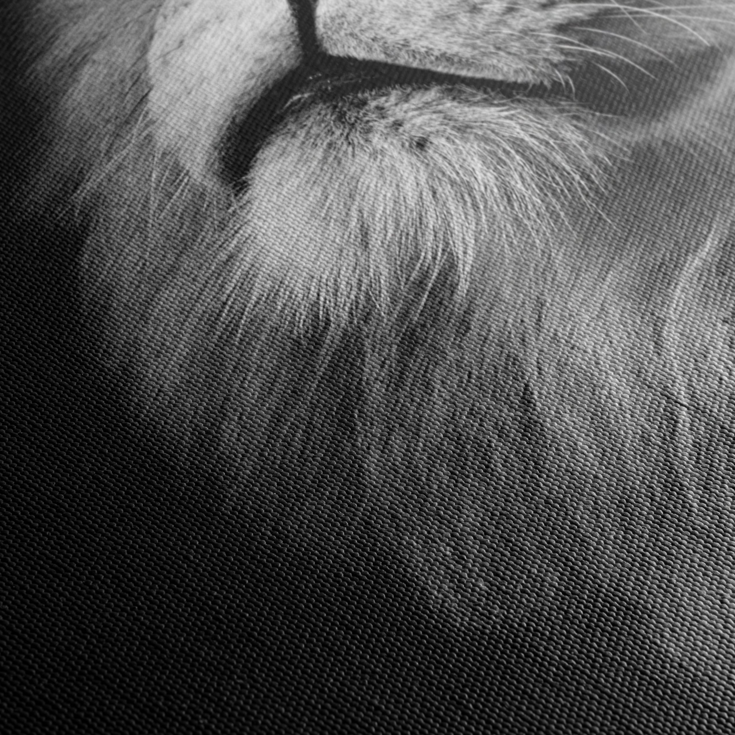 Majestic Black and White Lion Portrait - Image 5