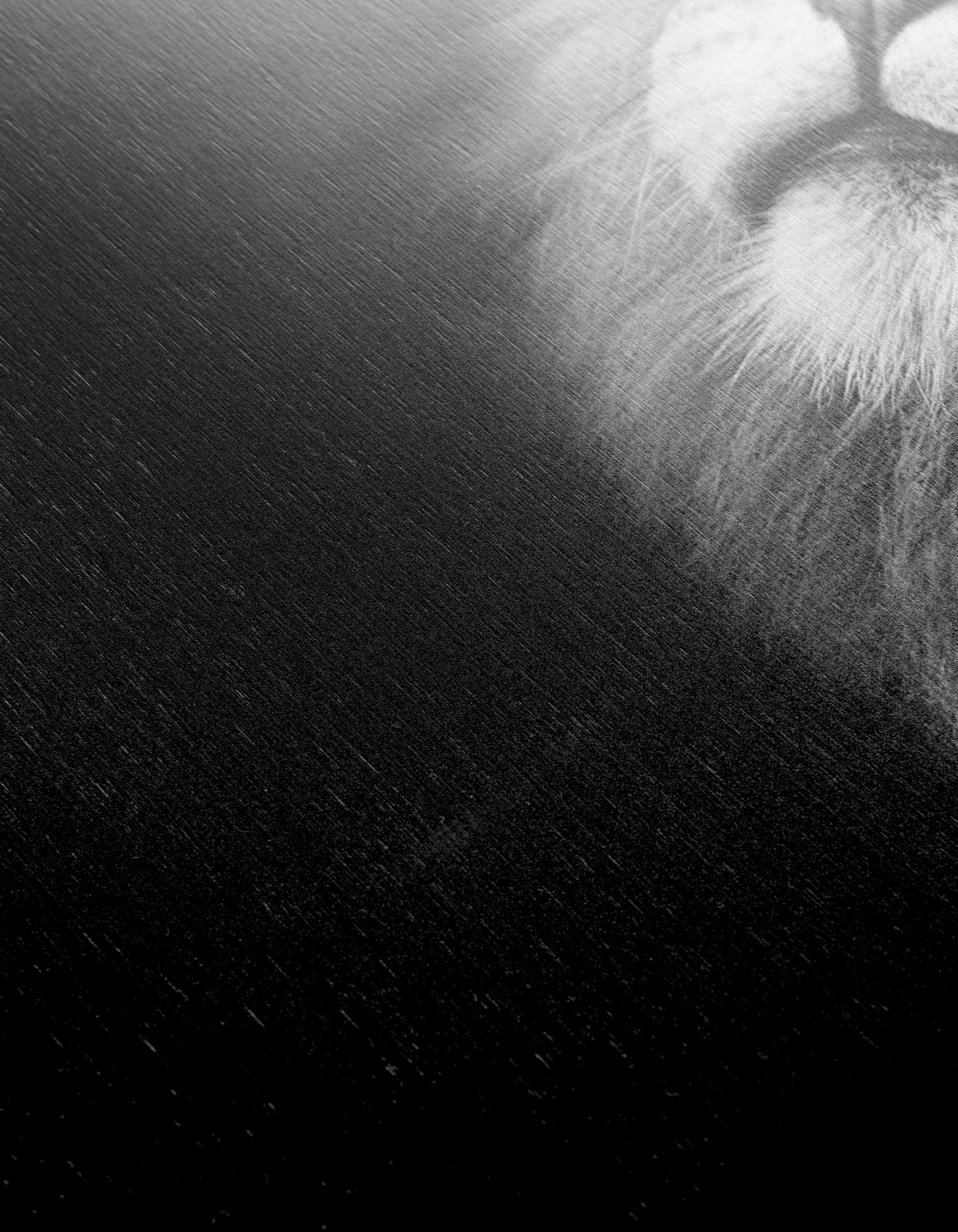 Majestic Black and White Lion Portrait - Image 12