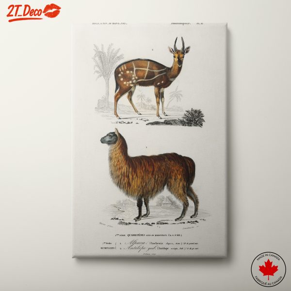 Detailed Anatomical Illustrations of Animals