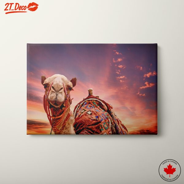 Camel Portrait Against a Desert Sunset