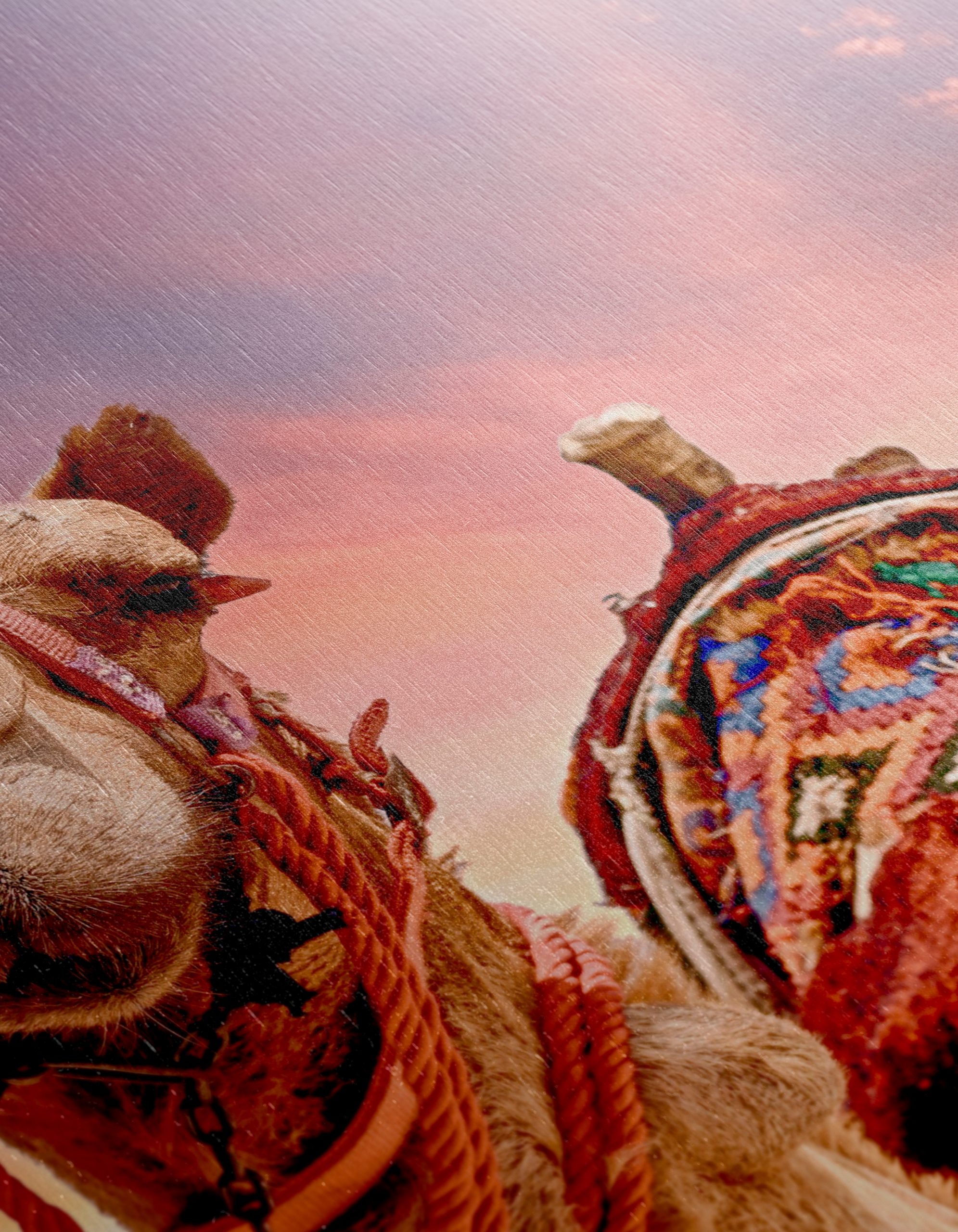 Camel Portrait Against a Desert Sunset - Image 12