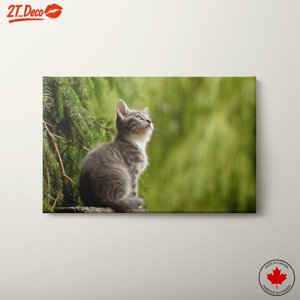 Gray Kitten Gazing at Nature