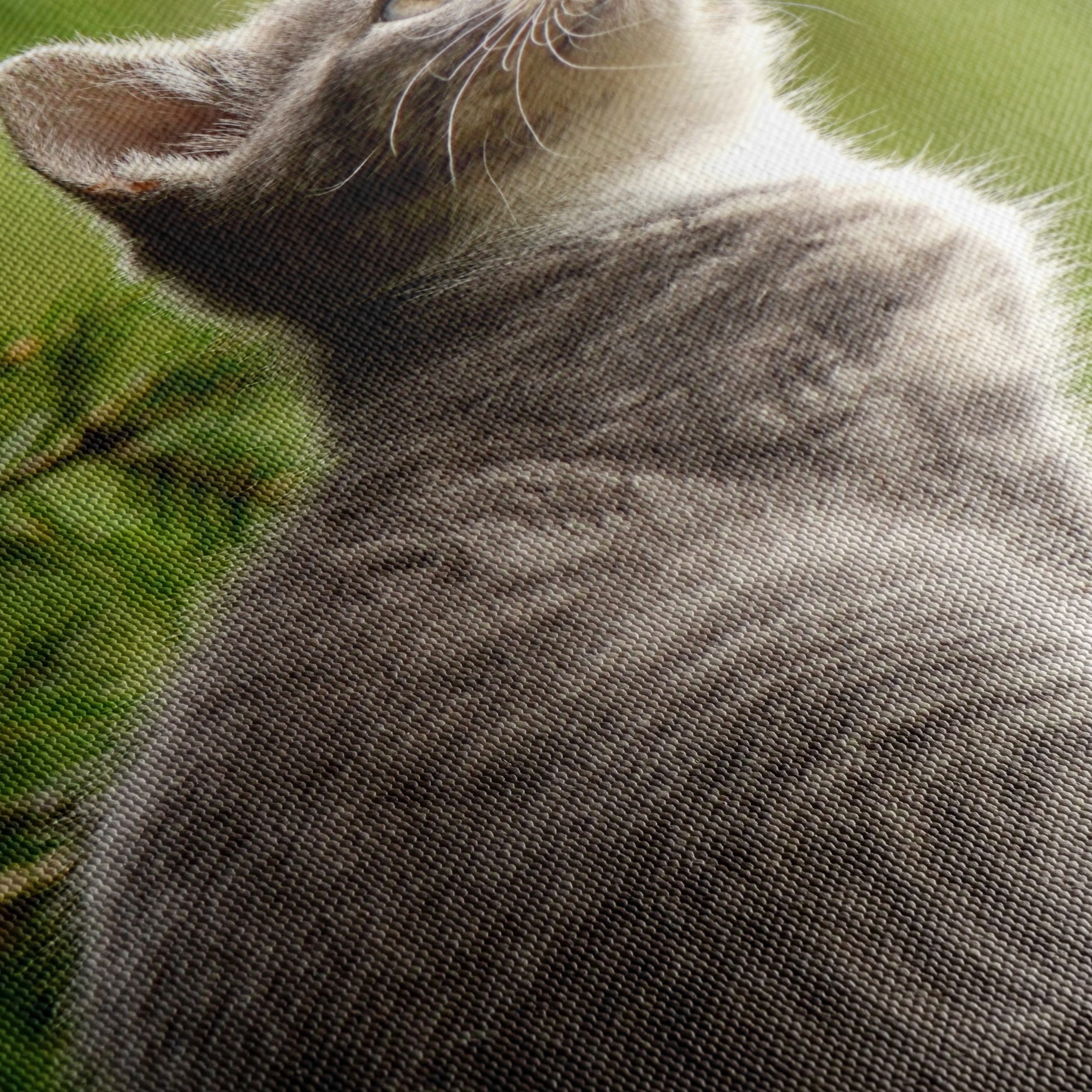 Gray Kitten Gazing at Nature - Image 5