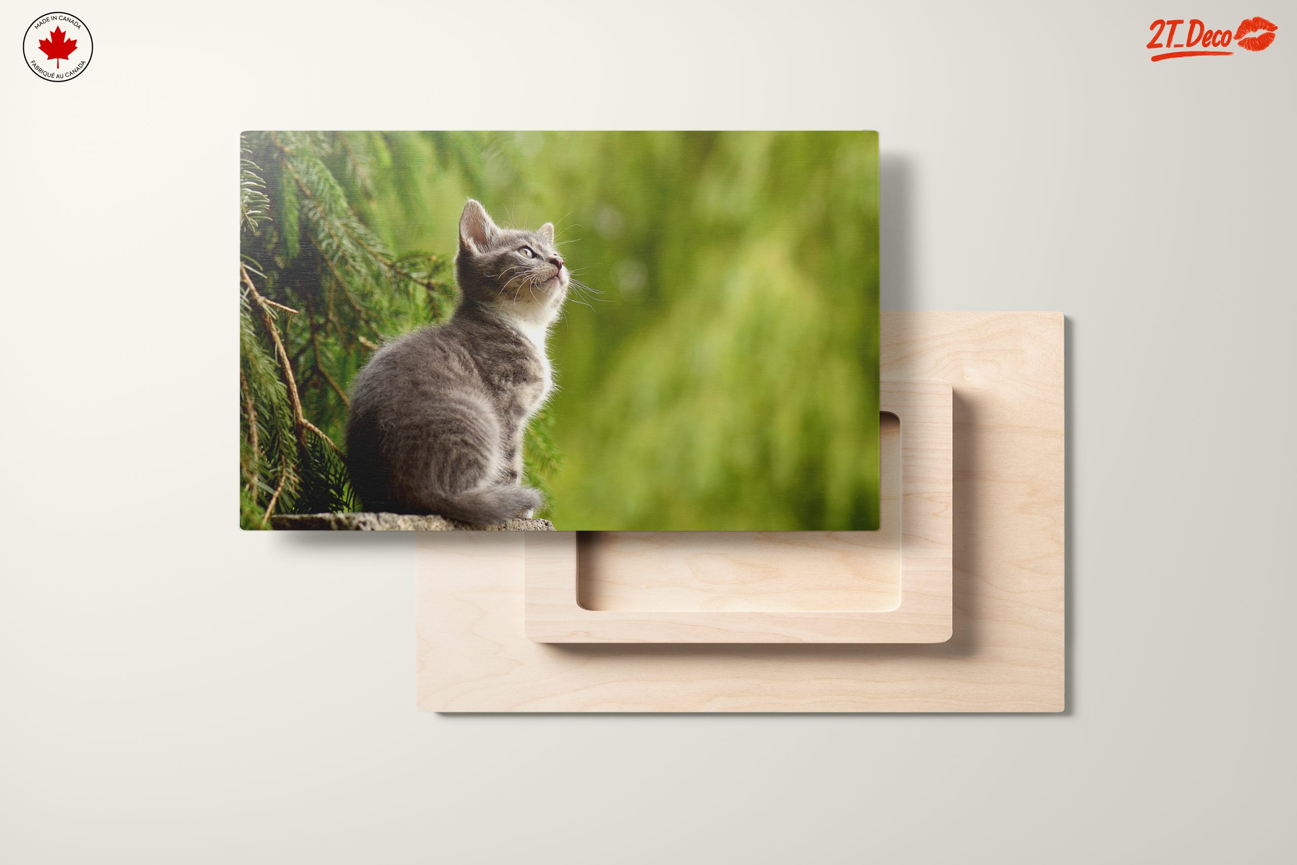 Gray Kitten Gazing at Nature - Image 11