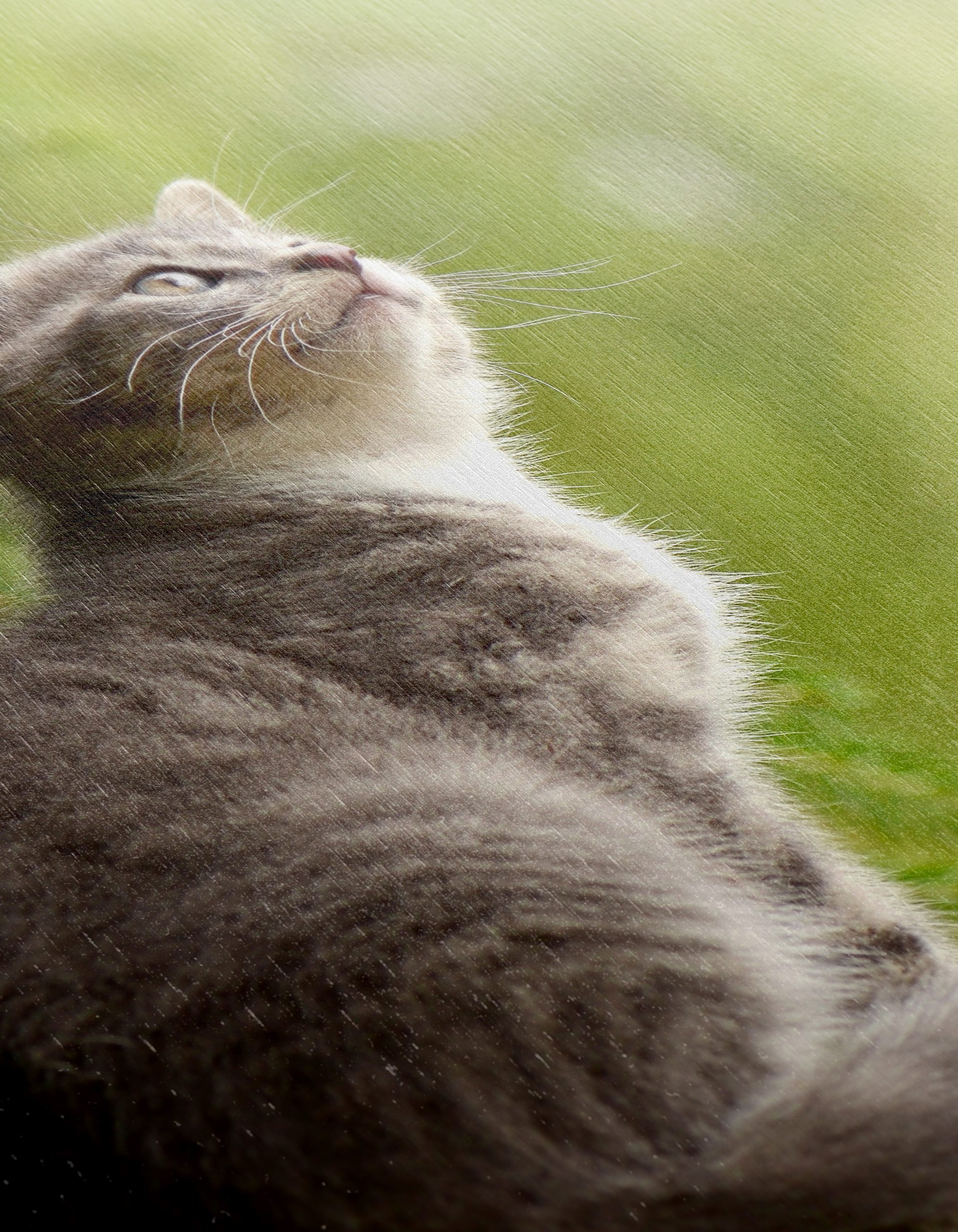 Gray Kitten Gazing at Nature - Image 12