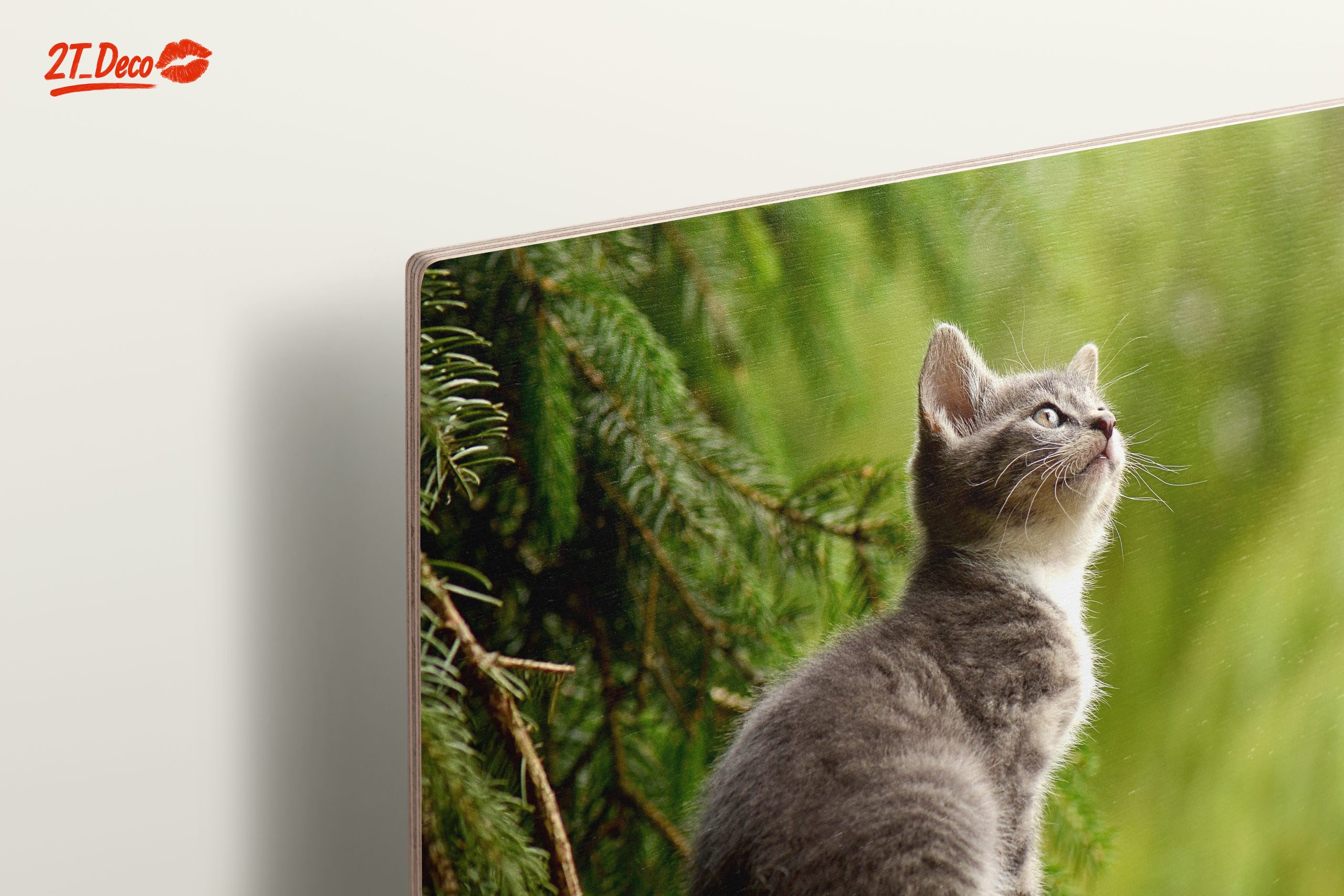 Gray Kitten Gazing at Nature - Image 15