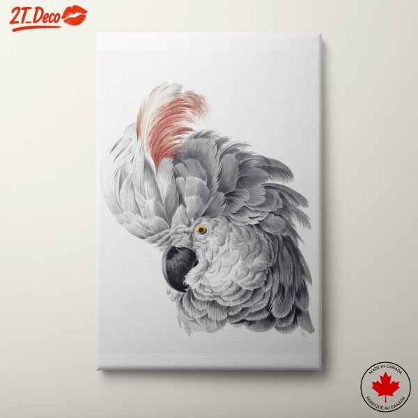 Detailed Parrot Illustration