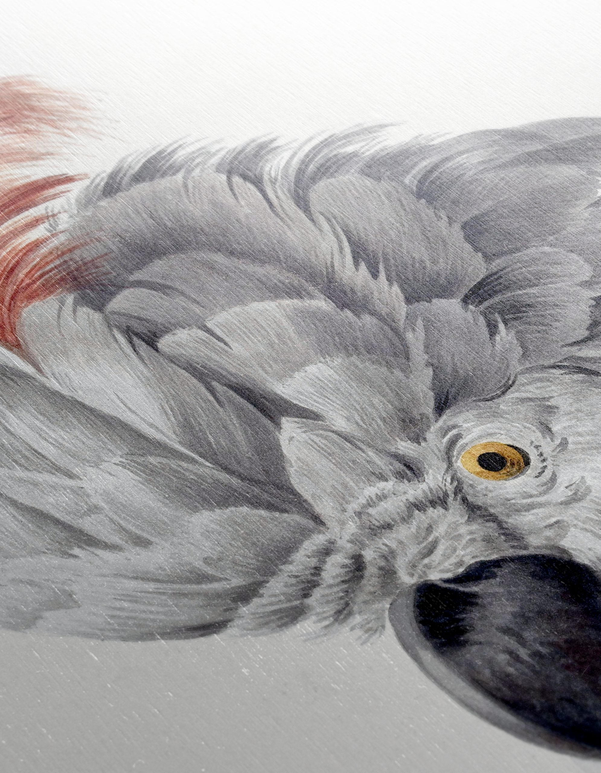 Detailed Parrot Illustration - Image 12