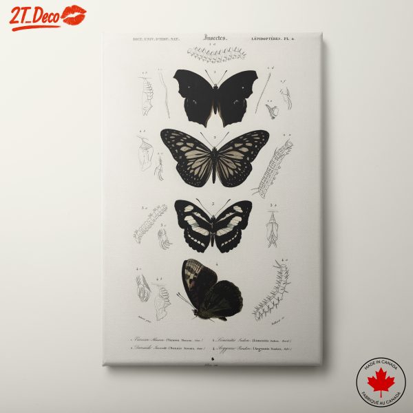 Butterfly Illustrations with Scientific Detail