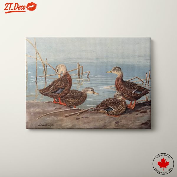 Serene Ducks by the Water