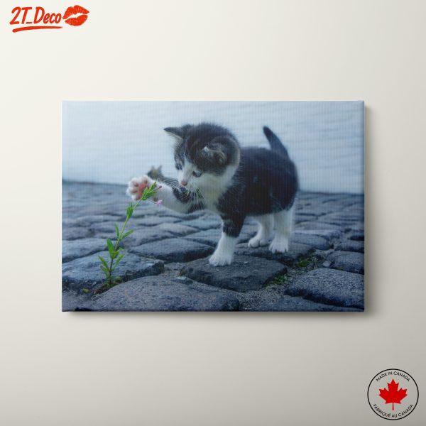 Playful Cat Reaching for Flower