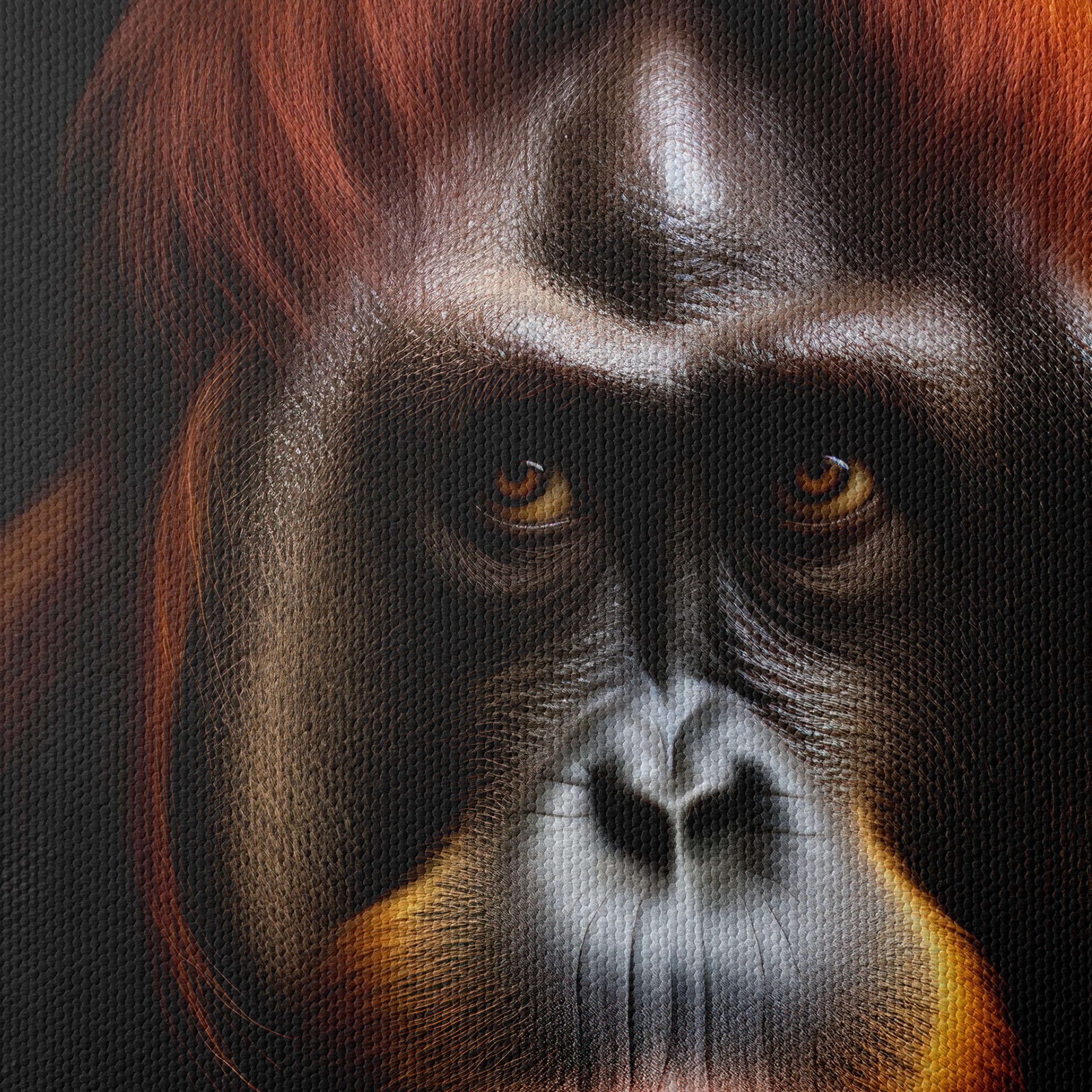 Orangutan Portrait with Rich Detail - Image 4