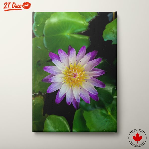 Purple Lotus Flower on Green Leaves