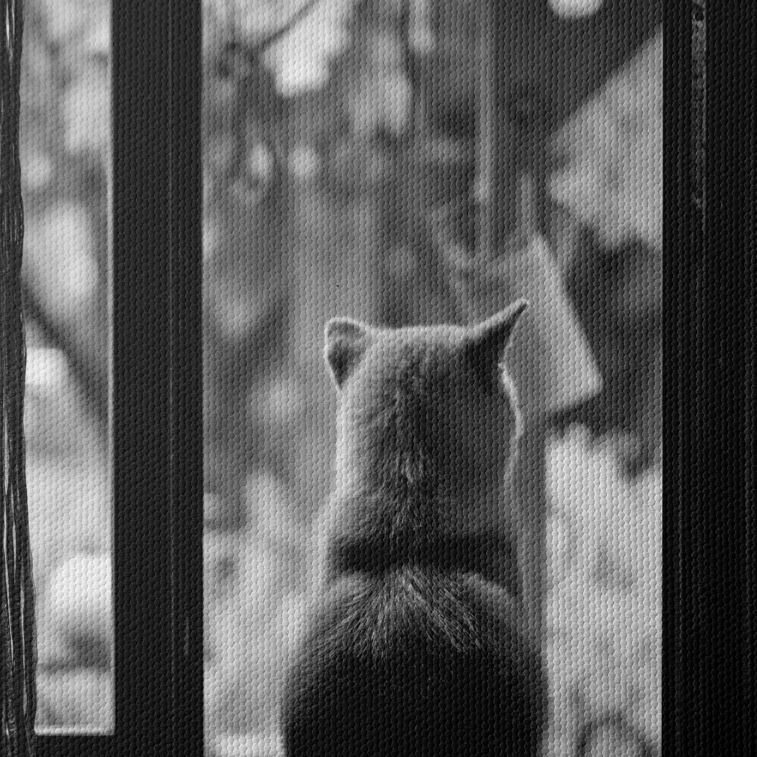 Dog Sitting By Doorway - Image 4