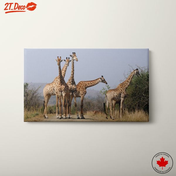 Majestic Giraffes in Natural Habitat