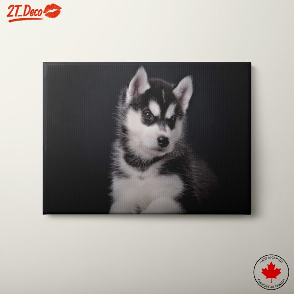 Adorable Husky Puppy Portrait