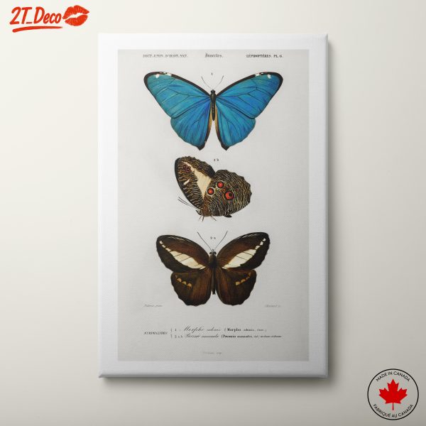Beautiful Butterfly Illustrations for Nature Lovers