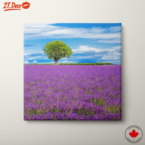 Lavender Field Under Blue Skies