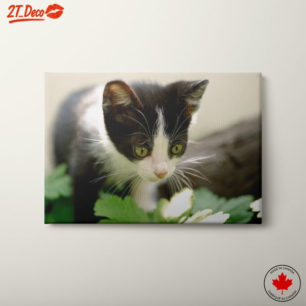 Cute Black And White Kitten Amongst Leaves