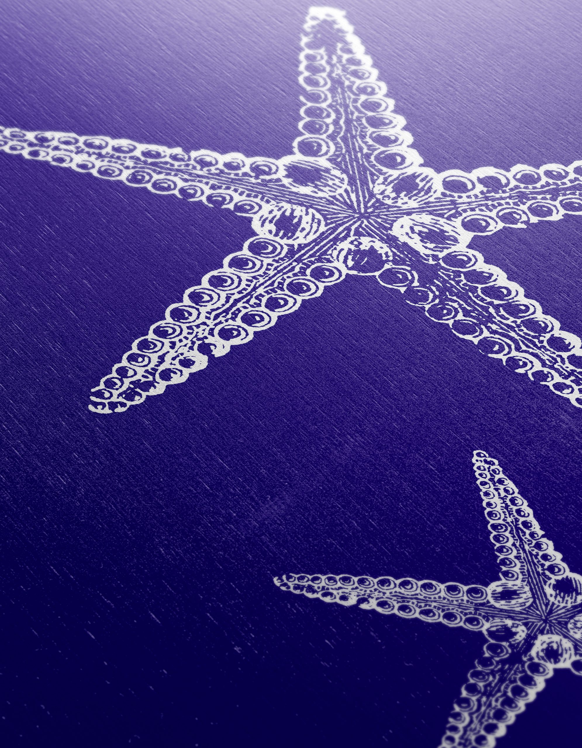 Detailed Illustration of Starfish - Image 12