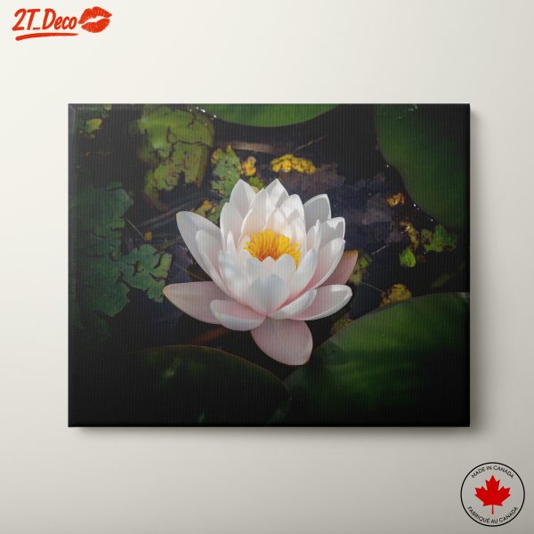 Beautiful Water Lily on a Serene Pond