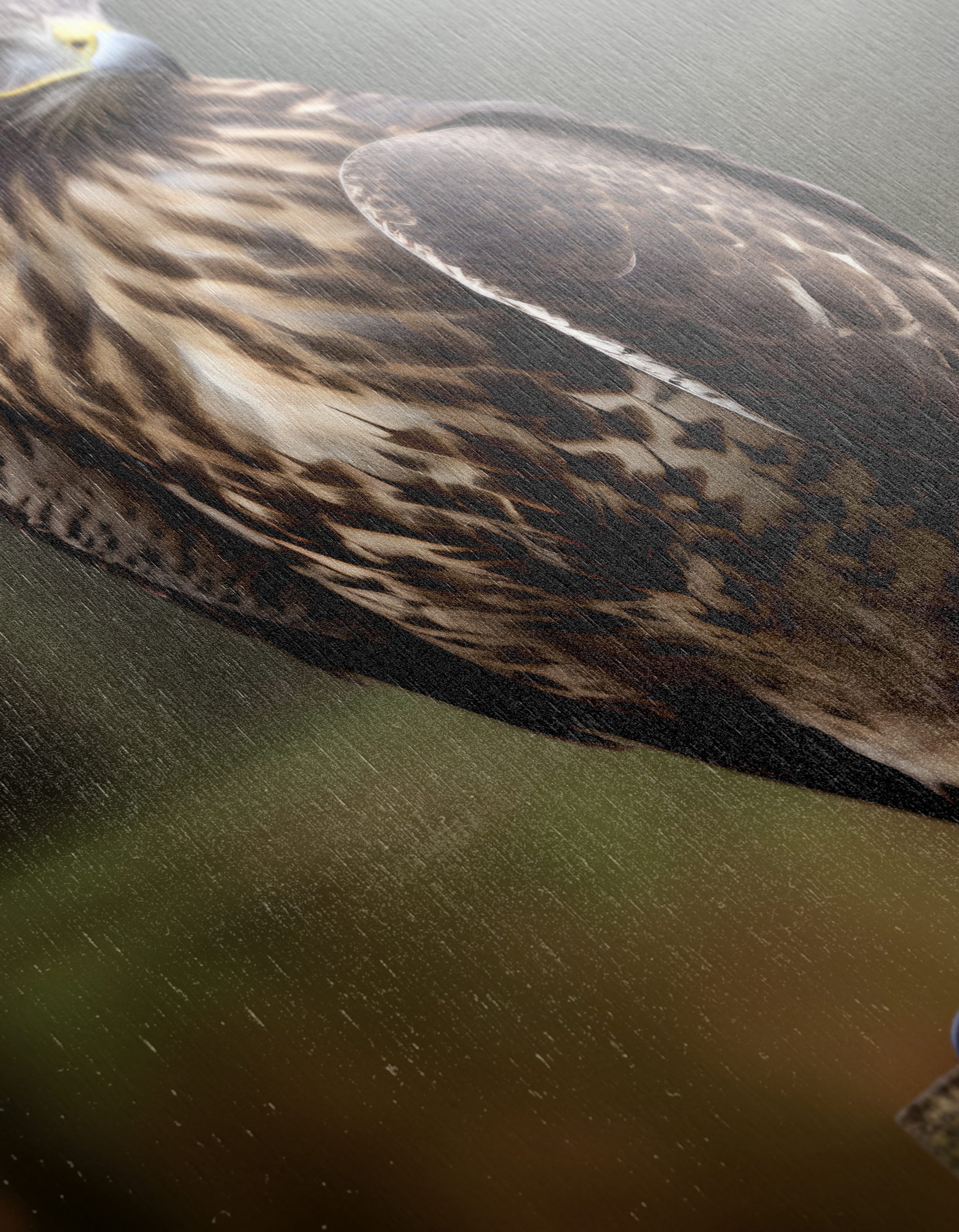Majestic Eagle Wall Art 8 - Image 12