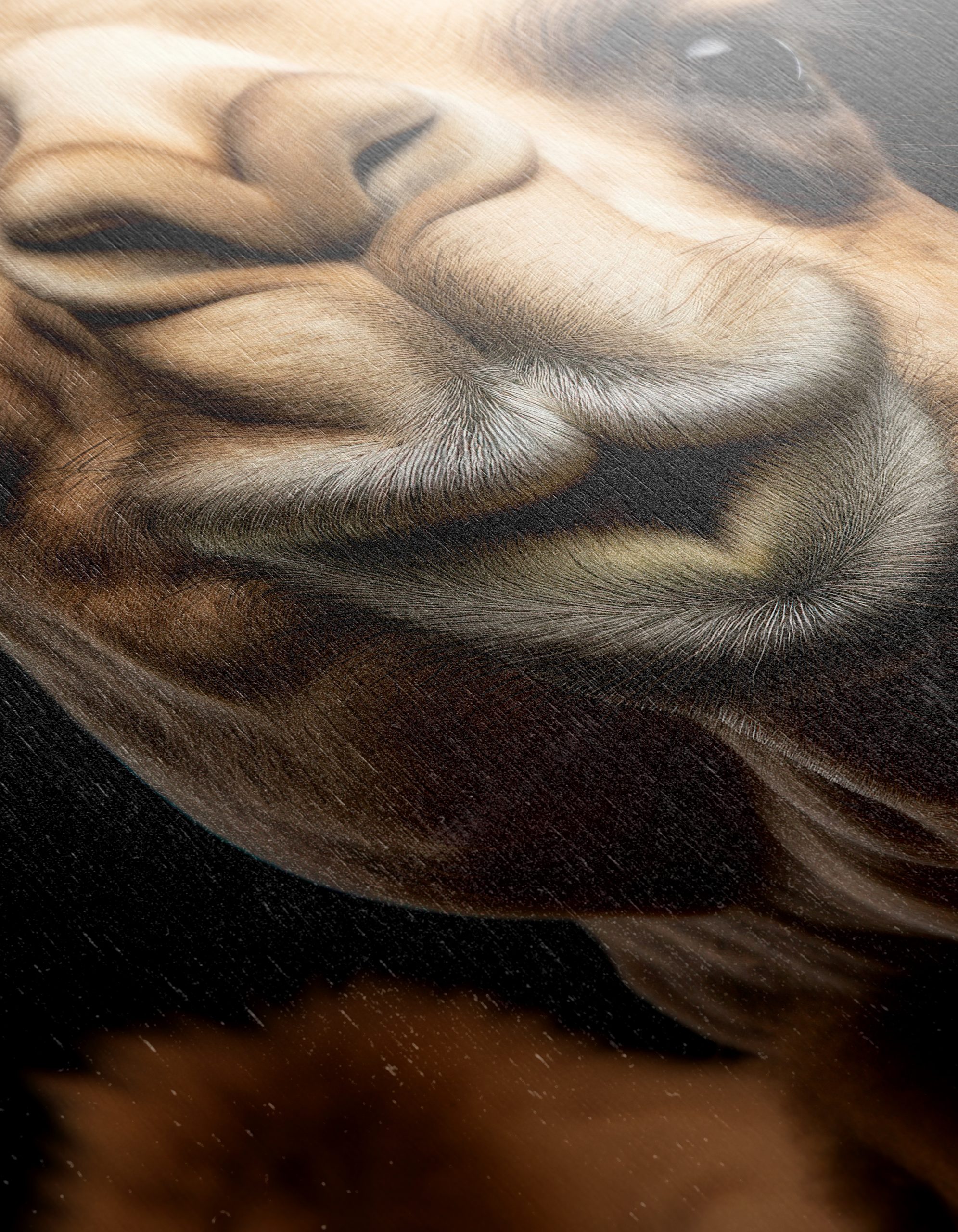 Majestic Camel Close-Up - Image 12