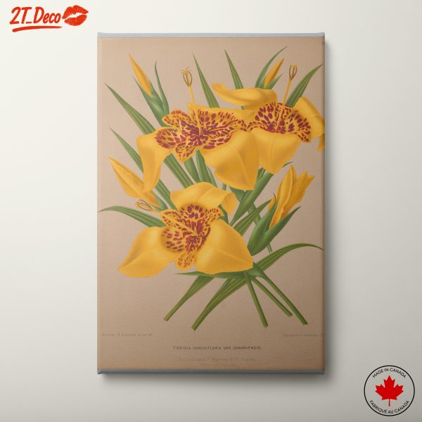 Vibrant Botanical Illustration of Tigridia Conchiflora