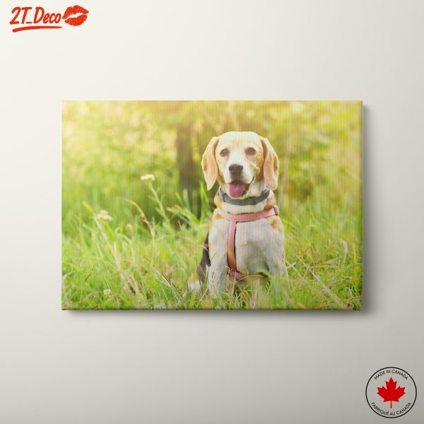 Cute Beagle Dog in Sunny Grass