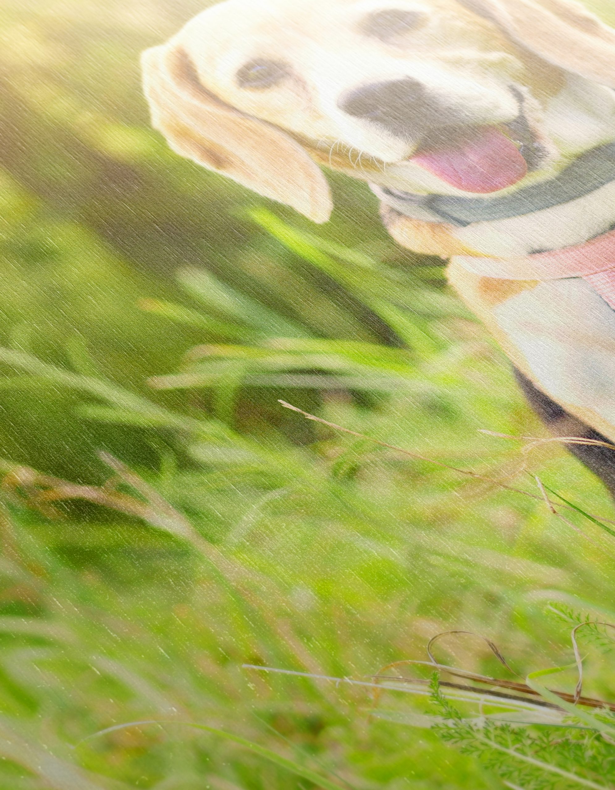 Cute Beagle Dog in Sunny Grass - Image 12