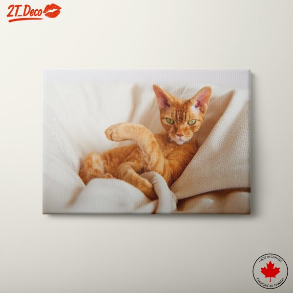 Charming Orange Cat in Cozy Setting