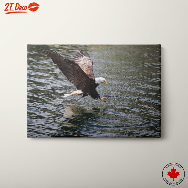 Majestic Bald Eagle in Flight