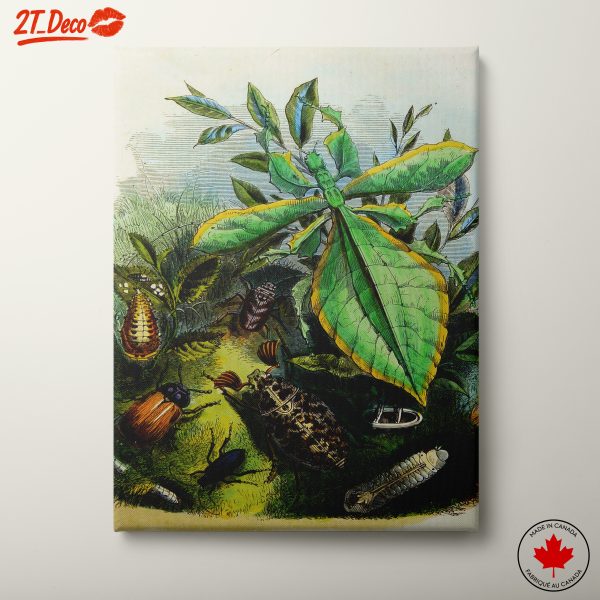 Colorful Insect Naturalist Art for Home Decor