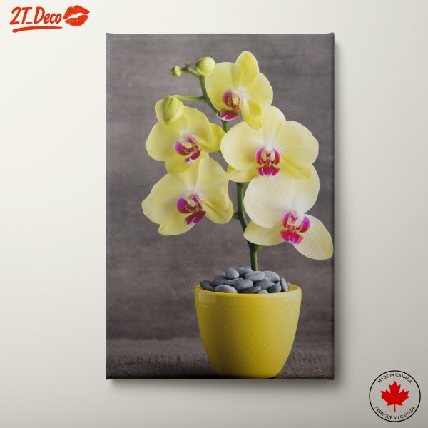 Elegant Orchids in Bright Yellow Pot