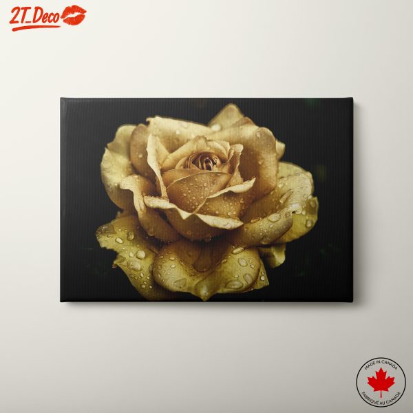 Stunning Golden Rose Blossom with Dew