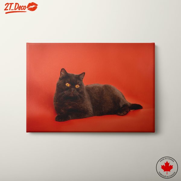 Stylish Black Cat on Red Background