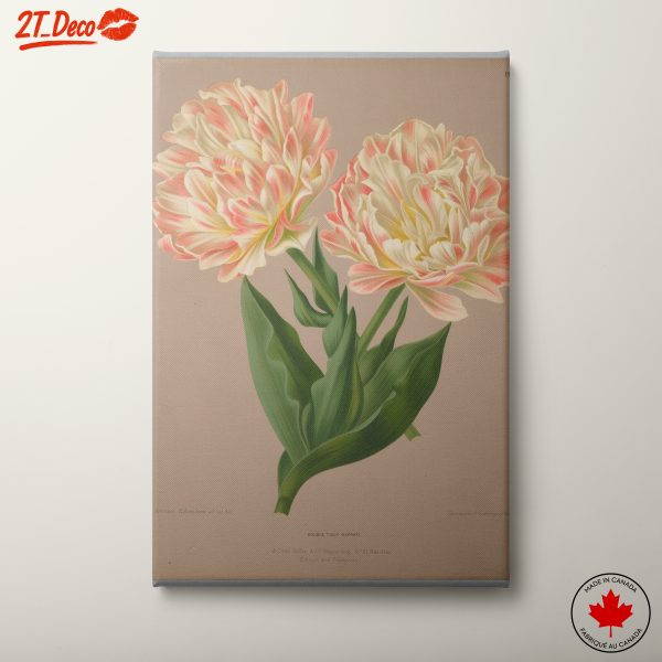 Double Tulip Raphael Floral Artwork