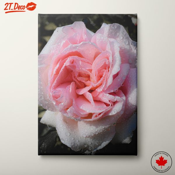 Pink Rose with Dew Drops