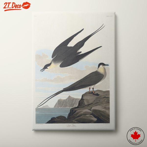 Birds Flying over the Sea