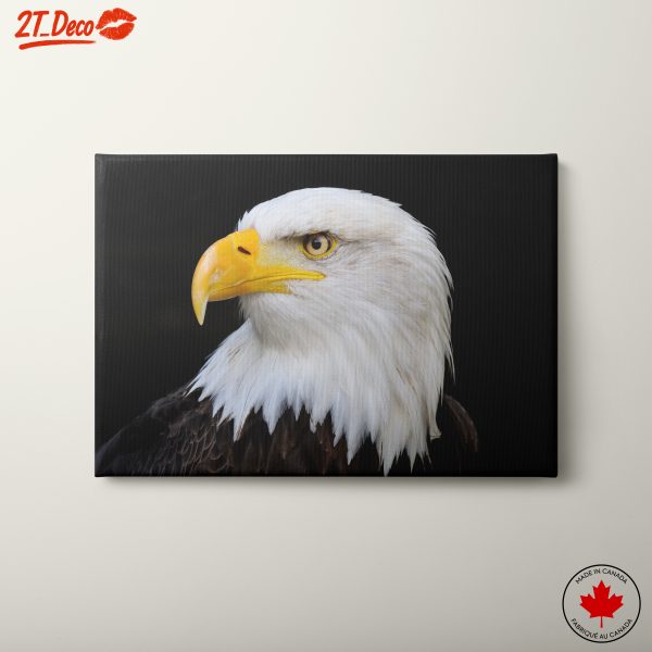 Bald Eagle Close-Up