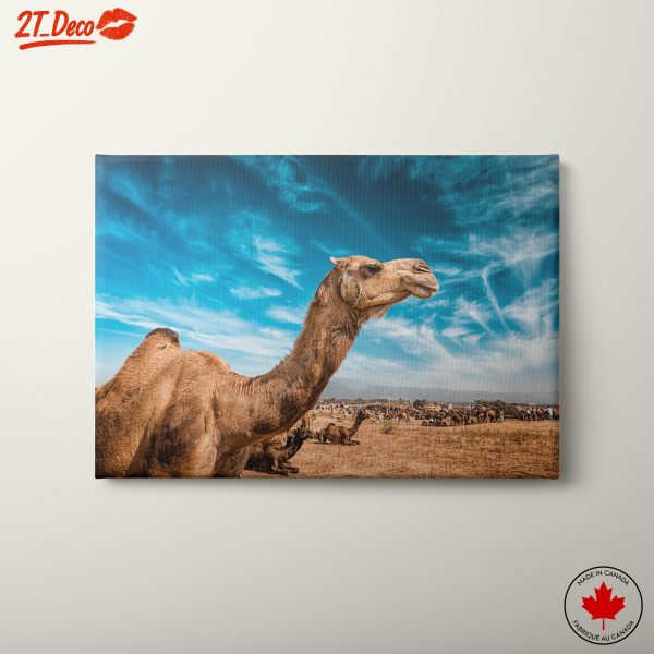 Majestic Camel in Desert Landscape