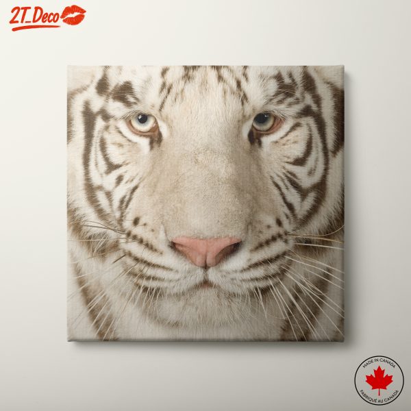 Stunning White Tiger Wall Art 2