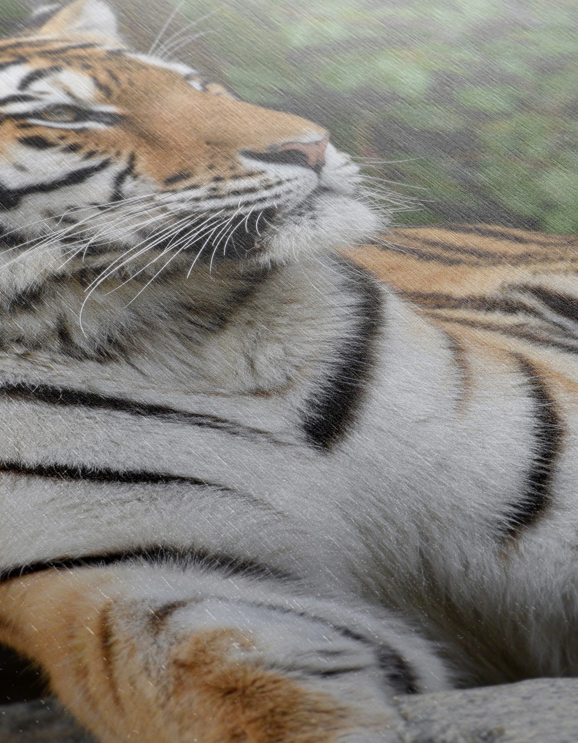 Majestic Tiger Wall Art 7 - Image 12