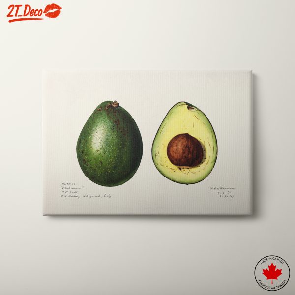 Detailed Avocado Illustration