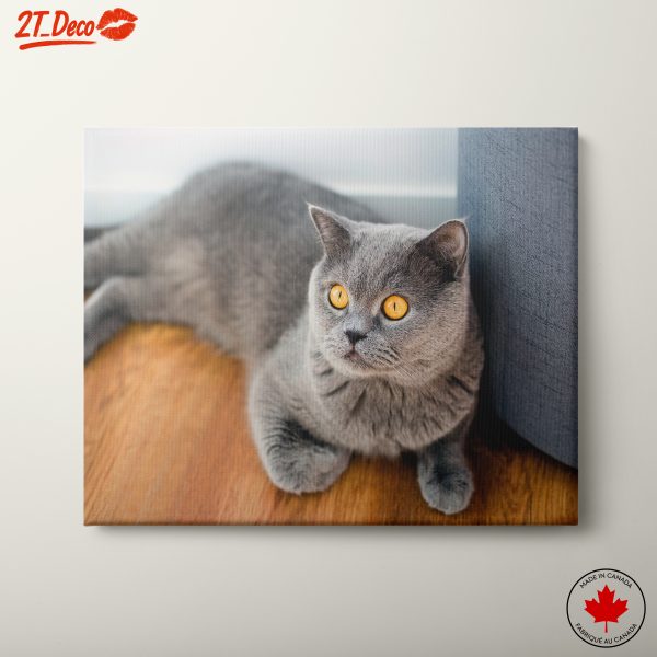 Cute Grey Cat Lying on the Floor