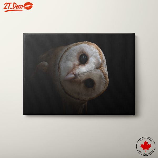 Stunning Barn Owl Portrait in Dark