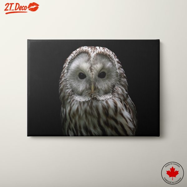 Detailed Close-Up of a Majestic Owl