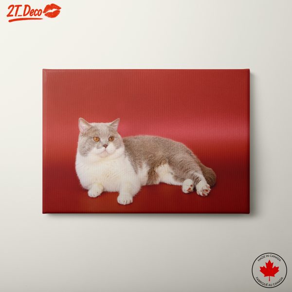 Charming Cat Portrait with Red Background