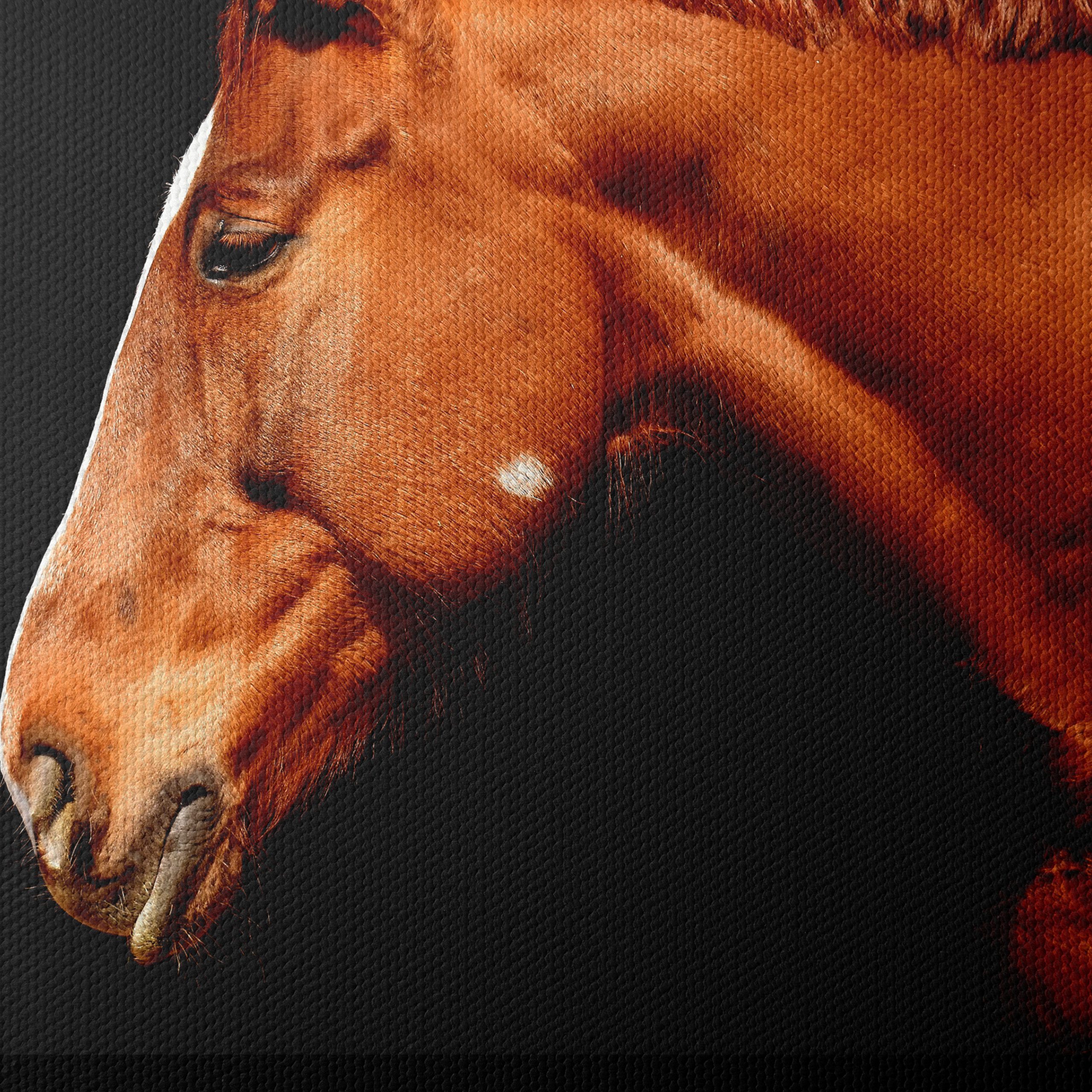 Elegant Horse Portrait on Black - Image 4